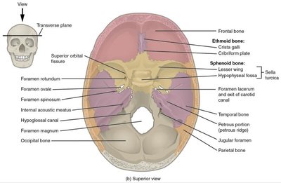 Superior view of the cranial cavity with labeled fossae and foramina