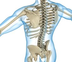 Posterior view of the human skeleton showing the vertebral column and ribs