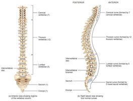 Labeled diagram of the vertebral column
