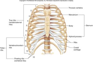 Labeled diagram of the rib cage