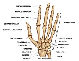 Bones of the hand and wrist