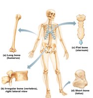 Diagram showing types of bones: long, short, flat, irregular, and sesamoid