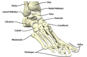 Bones of the ankle and foot