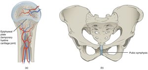 Epiphyseal plate and pubic symphysis as examples of cartilaginous joints