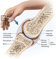 Structure of a synovial joint