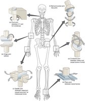 Types of synovial joints by structure