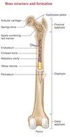 Long bone structure showing epiphysis, diaphysis, periosteum, compact and spongy bone