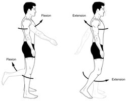 Flexion and extension movements