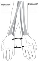 Dorsiflexion and plantarflexion of the foot