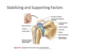 Stabilizing and supporting factors of a synovial joint