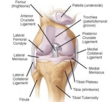 Knee joint with ligaments and menisci