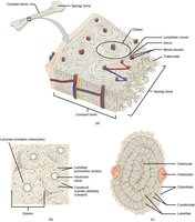 Microscopic structure of bone showing osteons, lamellae, canaliculi, and bone cells