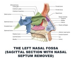 Facial bones labeled