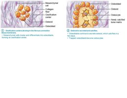 Ossification centers and osteoid secretion in intramembranous ossification