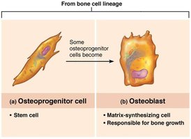 Types of bone cells and their derivation: osteoprogenitor cell and osteoblast
