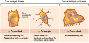 Types of bone cells and their derivation: osteoblast, osteocyte, osteoclast