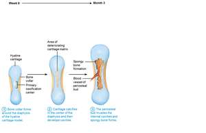 Cartilage calcification and spongy bone formation in endochondral ossification