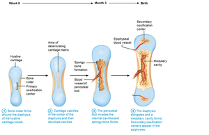 Periosteal bud invasion and medullary cavity formation in endochondral ossification