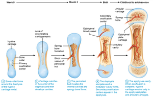 Epiphyses ossification and persistence of cartilage in endochondral ossification