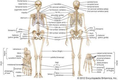 Labeled diagram of the human skeleton, showing axial and appendicular divisions, and major bones of limbs, hands, and feet.