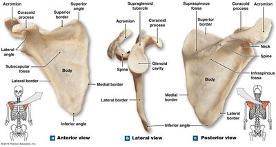 Views of the scapula showing anatomical features.