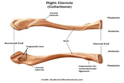 Right clavicle showing anatomical landmarks.