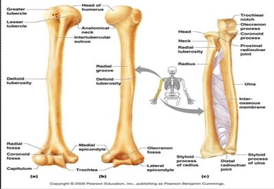Anatomical features of the humerus, radius, and ulna.