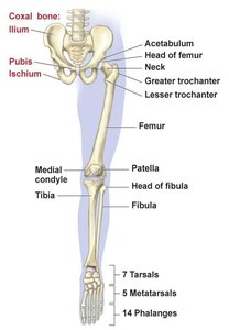 Diagram of the lower limb showing bones and anatomical features.