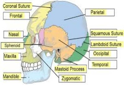Lateral view of the skull showing major bones and sutures.