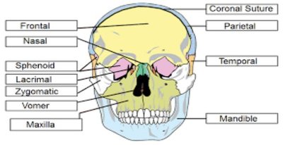 Anterior view of the skull showing facial bones and cranial bones.
