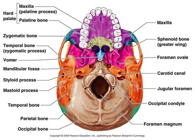 Inferior view of the skull showing foramina and bone features.