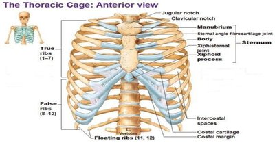 Anterior view of the thoracic cage showing ribs and sternum.
