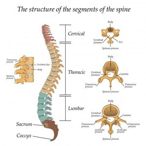 Structure and regions of the vertebral column.