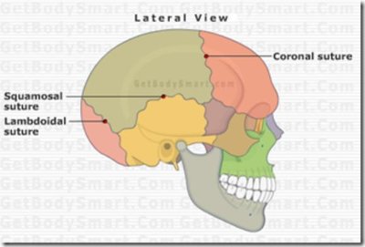 Lateral view of the skull showing major sutures.