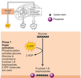 Phase 1 of glycolysis: sugar activation