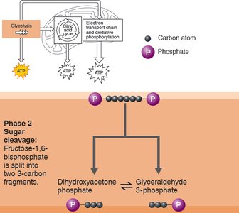 Phase 2 of glycolysis: sugar cleavage