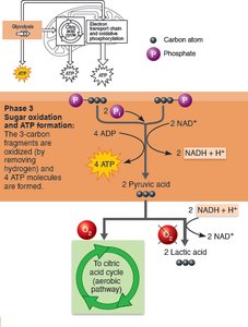 Phase 3 of glycolysis: sugar oxidation and ATP formation