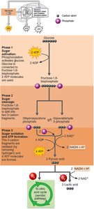 Summary of glycolysis phases