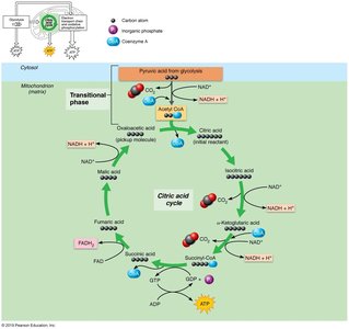 Simplified citric acid (Krebs) cycle