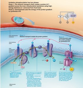 Oxidative phosphorylation overview