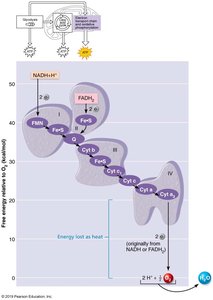 Energy harvesting in the electron transport chain