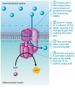 Structure and function of ATP synthase