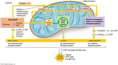 Energy yield during cellular respiration