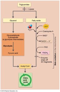 Lipid oxidation pathway