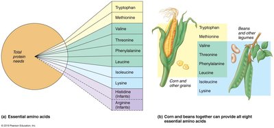 Essential amino acids and complementary proteins