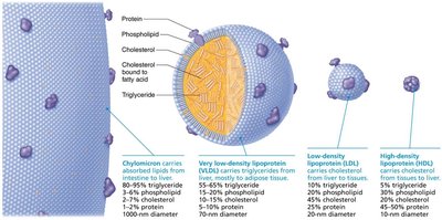 Composition and function of lipoproteins