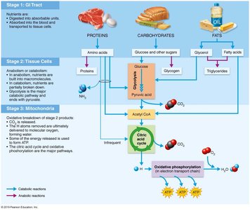 Three stages of metabolism of energy-containing nutrients