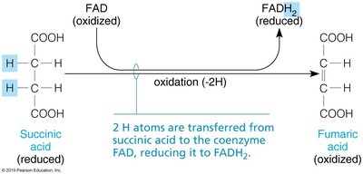 Oxidation of succinic acid to fumaric acid with FAD as coenzyme