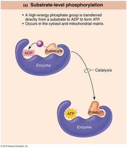 Substrate-level phosphorylation mechanism