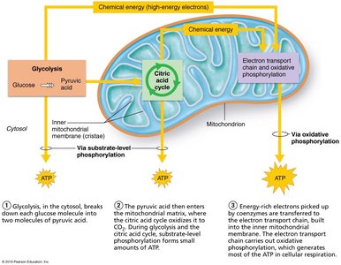 ATP formation in cytosol and mitochondria during cellular respiration